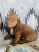 Slinky, a male Miniature Dachshund for sale in Davis, OK – 2 of 6
