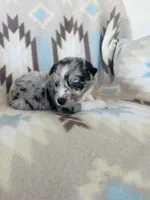 Monster2, a male Australian Shepherd for sale in Davis, OK – 3 of 6