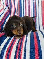 Moose, a male Miniature Dachshund for sale in Davis, OK – 2 of 3