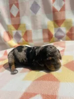 Trip, a male Miniature Dachshund for sale in Davis, OK – 4 of 4