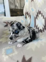 Monster1, a male Australian Shepherd for sale in Davis, OK – 6 of 7