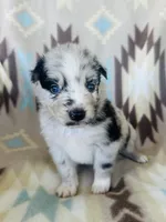 Winter1, a female Australian Shepherd for sale in Davis, OK – 3 of 6