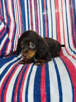 Moose, a male Miniature Dachshund for sale in Davis, OK – 3 of 3