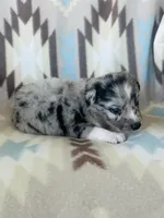 Monster2, a male Australian Shepherd for sale in Davis, OK – 2 of 6