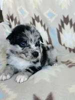 Monster1, a male Australian Shepherd for sale in Davis, OK – 4 of 7