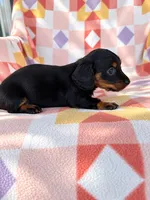 Slinky, a male Miniature Dachshund for sale in Davis, OK – 2 of 4