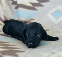 Slinky, a male Miniature Dachshund for sale in Davis, OK – 4 of 5