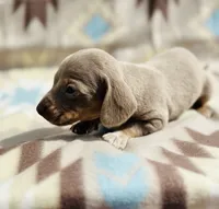 Tripp, a male Miniature Dachshund for sale in Davis, OK – 4 of 6