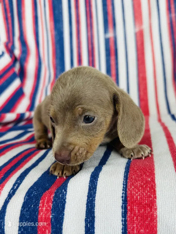 Tripp – Miniature Dachshund puppy for sale in Davis, OK