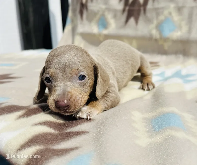 Tripp – Miniature Dachshund puppy for sale in Davis, OK