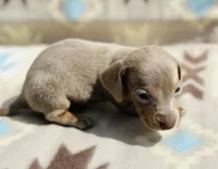 Tripp, a male Miniature Dachshund for sale in Davis, OK – 3 of 6