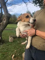 Daisy, a female Australian Shepherd and Anatolian Shepherd Dog for sale in Harrisburg, PA – 2 of 2