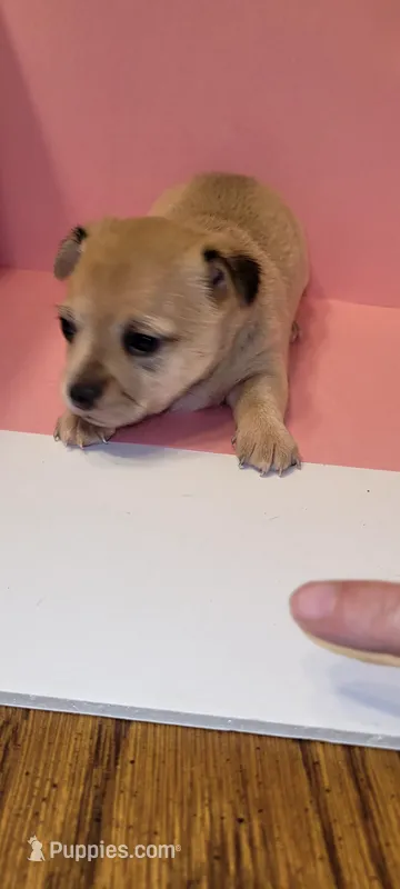 Peanut, a female Chihuahua for sale in Gettysburg, PA – Photo 1 of 3