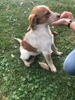 Sally, a female Australian Shepherd and Anatolian Shepherd Dog for sale in Harrisburg, PA – 1 of 2