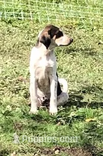 Sweep – Australian Shepherd, Anatolian Shepherd Dog puppy for sale in Harrisburg, PA