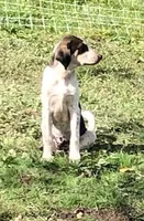 Sweep, a male Australian Shepherd and Anatolian Shepherd Dog for sale in Harrisburg, PA – 1 of 3