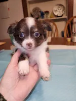 Pearl, a female Chihuahua for sale in Gettysburg, PA – Photo 1 of 3
