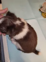 Pearl, a female Chihuahua for sale in Gettysburg, PA – Photo 2 of 3