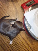 Jay, a male Chihuahua for sale in Gettysburg, PA – Photo 2 of 2