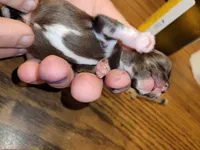 Jay, a male Chihuahua for sale in Gettysburg, PA – Photo 1 of 2