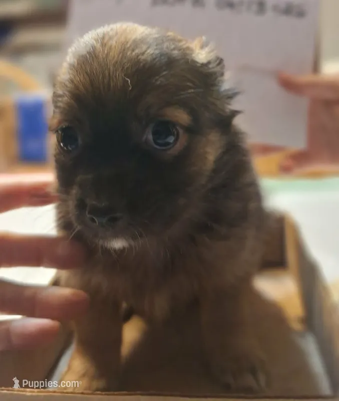Shaggy – Chihuahua puppy for sale in Gettysburg, PA