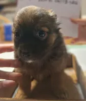 Shaggy, a male Chihuahua for sale in Gettysburg, PA – 1 of 1