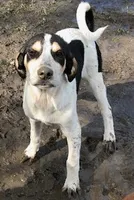 Sweep, a male Australian Shepherd and Anatolian Shepherd Dog for sale in Harrisburg, PA – 3 of 3