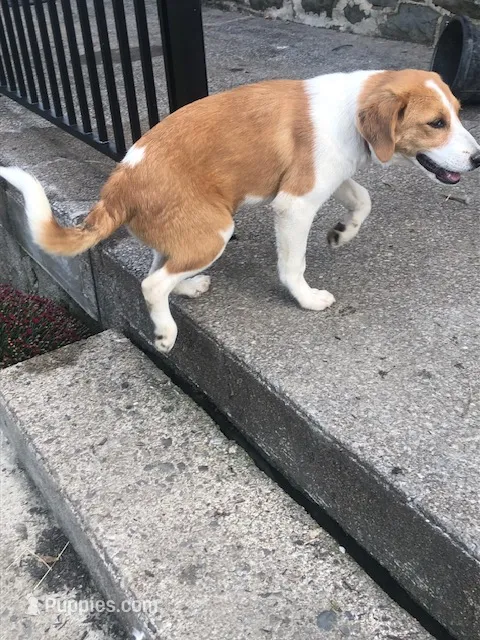 Lily, a female Australian Shepherd and Anatolian Shepherd Dog for sale in Harrisburg, PA – 1 of 2