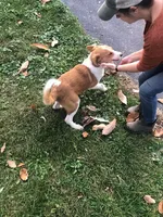 Lily, a female Australian Shepherd and Anatolian Shepherd Dog for sale in Harrisburg, PA – 2 of 2