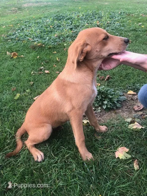 Biscuit – Australian Shepherd, Anatolian Shepherd Dog puppy for sale in Harrisburg, PA