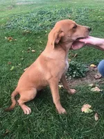 Biscuit, a male Australian Shepherd and Anatolian Shepherd Dog for sale in Harrisburg, PA – 1 of 1