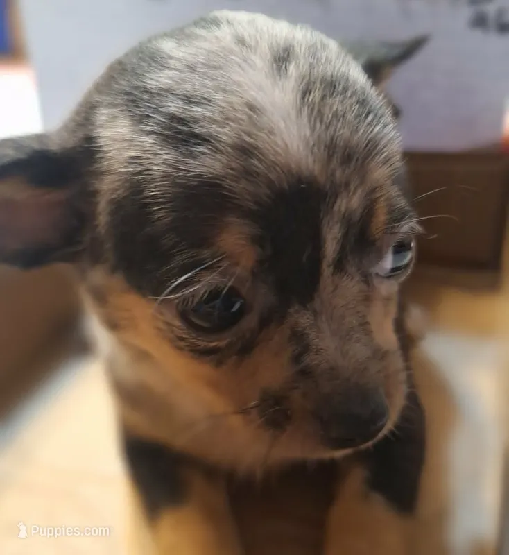 Fancy – Chihuahua puppy for sale in Gettysburg, PA