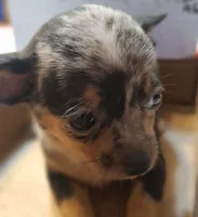 Fancy, a female Chihuahua for sale in Gettysburg, PA – 1 of 1