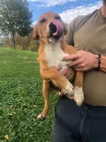 Jip, a male Australian Shepherd and Anatolian Shepherd Dog for sale in Harrisburg, PA – 2 of 2