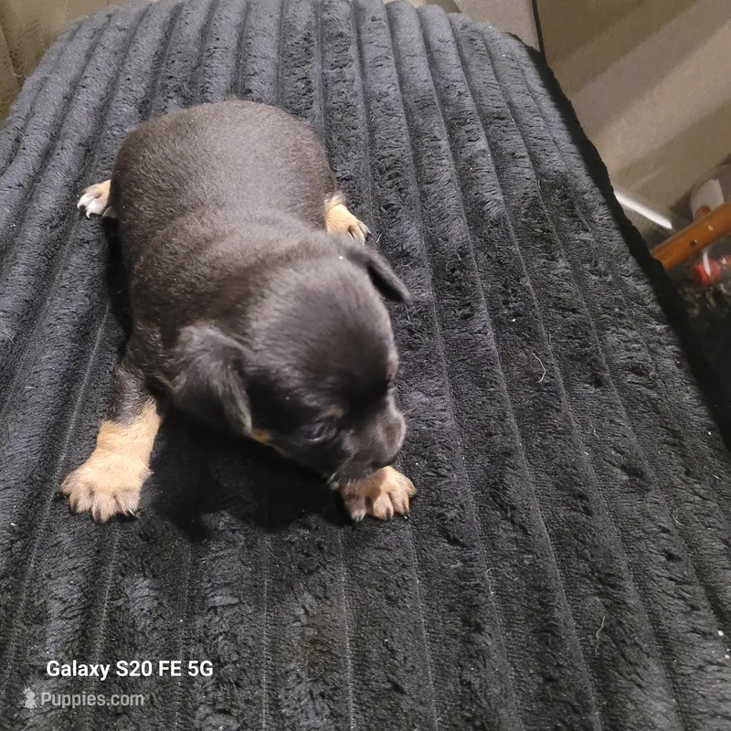 Bam Bam – Chihuahua puppy for sale in Gettysburg, PA