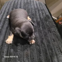 Bam Bam, a female Chihuahua for sale in Gettysburg, PA – 1 of 1