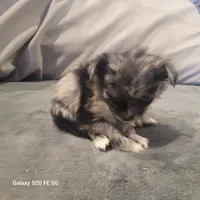 Teddy, a male Chihuahua for sale in Gettysburg, PA – Photo 2 of 2