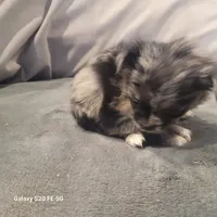 Teddy, a male Chihuahua for sale in Gettysburg, PA – Photo 1 of 2