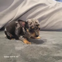 Bluey, a male Chihuahua for sale in Gettysburg, PA – Photo 2 of 2