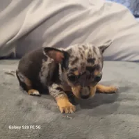 Bluey, a male Chihuahua for sale in Gettysburg, PA – Photo 1 of 2