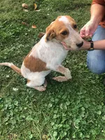 Sally, a female Australian Shepherd and Anatolian Shepherd Dog for sale in Harrisburg, PA – 2 of 2