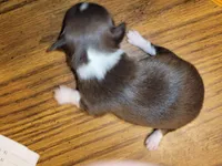 Boots, a male Chihuahua for sale in Gettysburg, PA – Photo 1 of 2