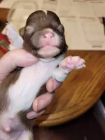 Boots, a male Chihuahua for sale in Gettysburg, PA – Photo 2 of 2