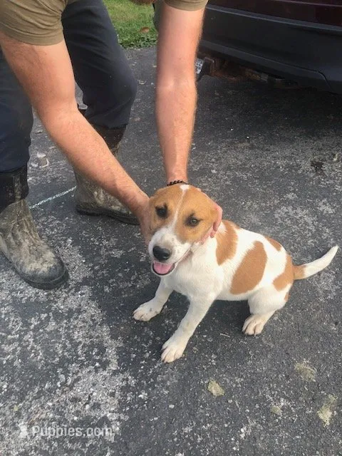 Daisy, a female Australian Shepherd and Anatolian Shepherd Dog for sale in Harrisburg, PA – 1 of 2