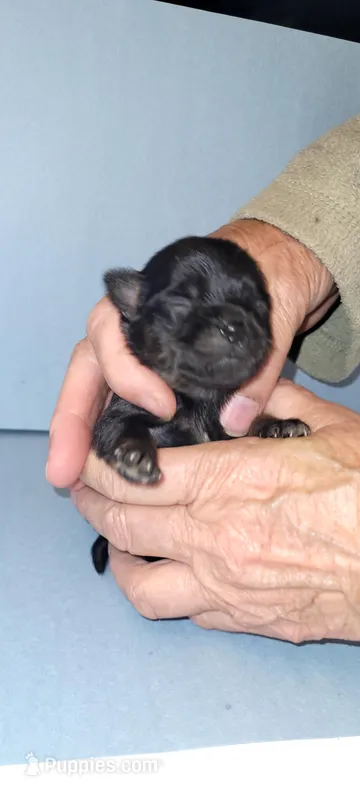 Raven, a male Chihuahua for sale in Gettysburg, PA – Photo 1 of 2