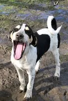 Sweep, a male Australian Shepherd and Anatolian Shepherd Dog for sale in Harrisburg, PA – 2 of 3