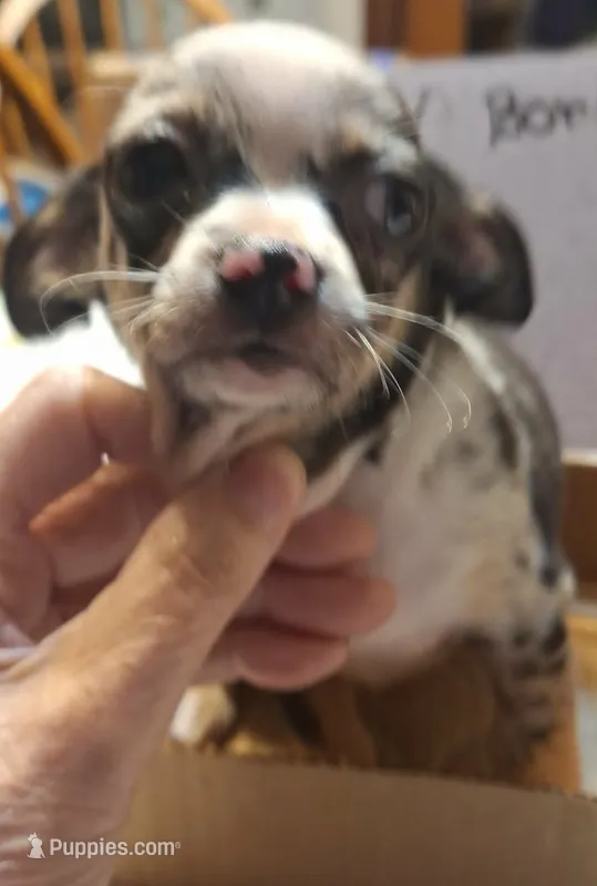 Bandit – Chihuahua puppy for sale in Gettysburg, PA