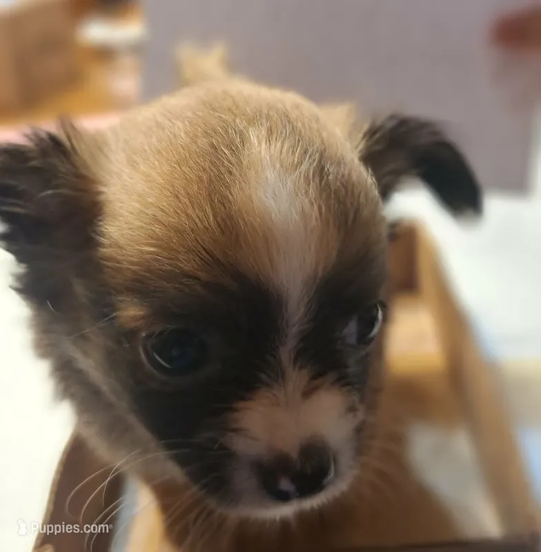 Bear – Chihuahua puppy for sale in Gettysburg, PA