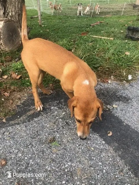 Jip, a male Australian Shepherd and Anatolian Shepherd Dog for sale in Harrisburg, PA – 1 of 2