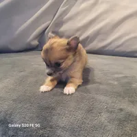 Bella, a female Chihuahua for sale in Gettysburg, PA – Photo 1 of 3